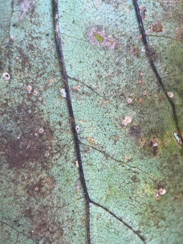 Oleander Scale photo 3