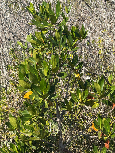 Rhizophora mangle observed 2026-10-24