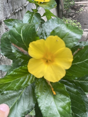 Turnera ulmifolia observed 2026-10-24
