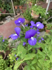 Achetaria azurea