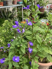 Achetaria azurea