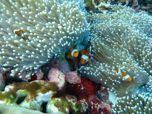 Amphiprion ocellaris observed 2026-10-24