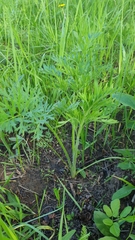 Silphiodaucus prutenicus