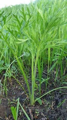 Silphiodaucus prutenicus