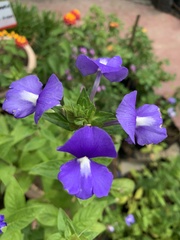 Achetaria azurea