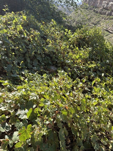 canyon wild grape