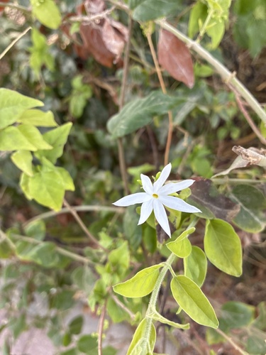 Jasminum multiflorum observed 2026-10-24