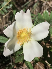 Rosa foliolosa