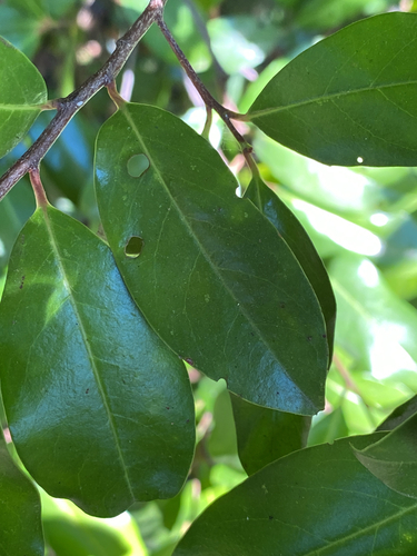 Cherry Shot Hole