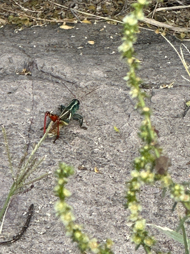 Thomas's Two-striped Grasshopper