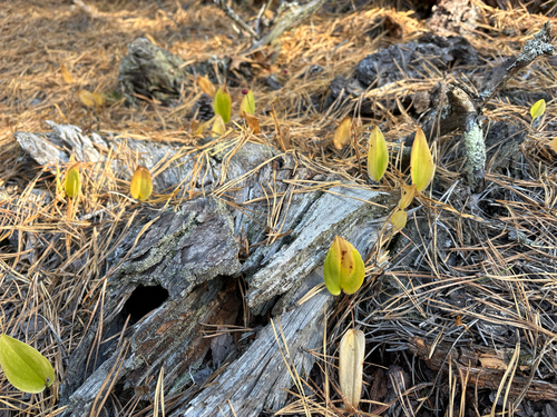 Maianthemum canadense observed 2026-10-24