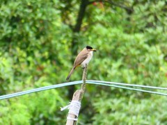 Pycnonotus xanthorrhous