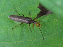 Oedemera amurensis