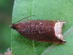 Ancylis selenana