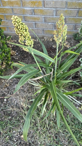 Sorghum bicolor observed 2026-10-23
