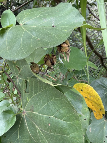 Talipariti tiliaceum observed 2026-10-24