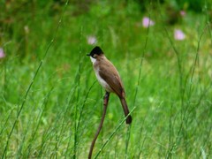 Pycnonotus xanthorrhous