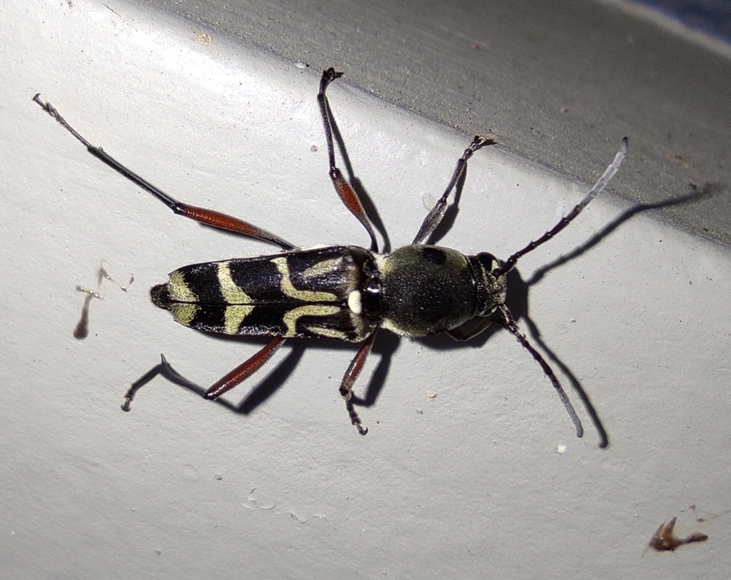 Xylotrechus quadripes