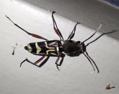 Xylotrechus quadripes