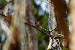 Myiarchus tuberculifer