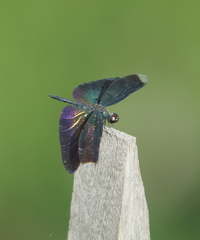 Rhyothemis plutonia