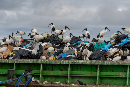 iNaturalist image