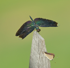 Rhyothemis plutonia