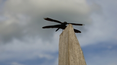Rhyothemis plutonia