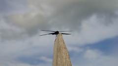 Rhyothemis plutonia