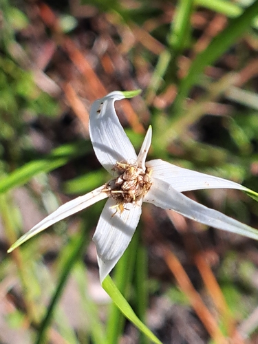 Rhynchospora colorata observed 2026-10-24