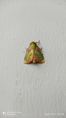Parasa pastoralis