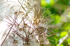 Xylosma horrida