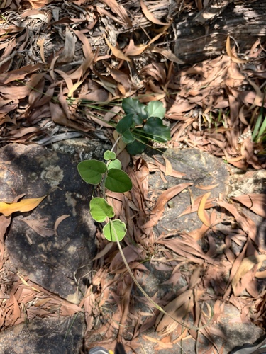 Tylophora observed 2026-10-24