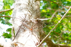Xylosma horrida