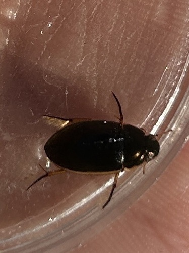 Lateral-lined Water Beetle