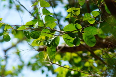 Xylosma horrida