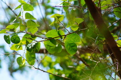 Xylosma horrida