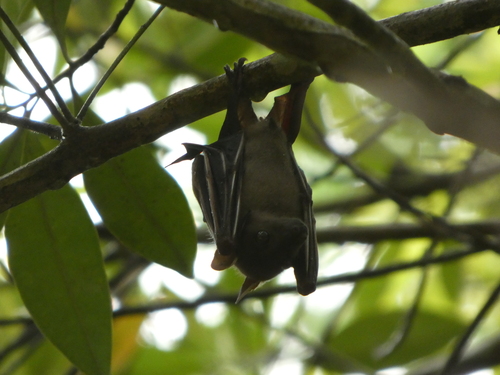 Cynopterus observed 2026-10-24