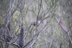 Malurus