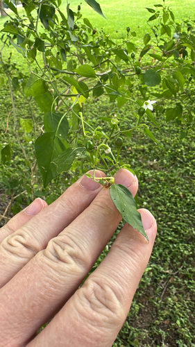 Capsicum annuum observed 2026-10-24