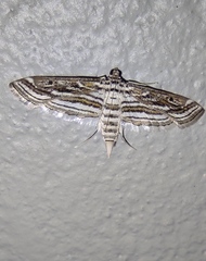 Parapoynx fluctuosalis