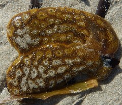 Botrylloides perspicuus