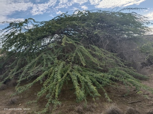 Prosopis juliflora observed 2026-10-23