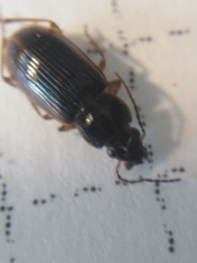 Stenolophus mixtus