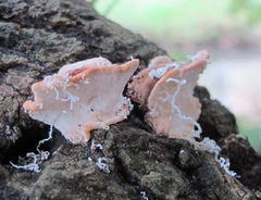 Rhodofomitopsis lilacinogilva image
