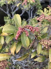 Pieris japonica