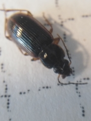 Stenolophus mixtus