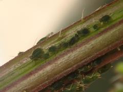 Aphis urticata