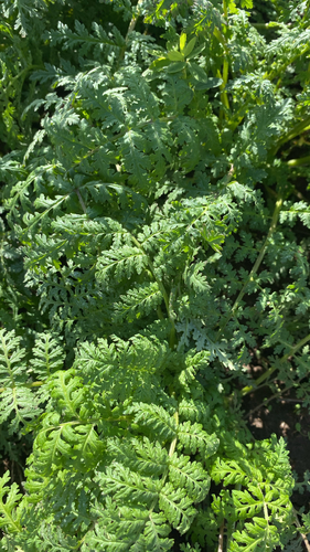 Phacelia tanacetifolia, 2026-10-24