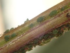 Aphis urticata